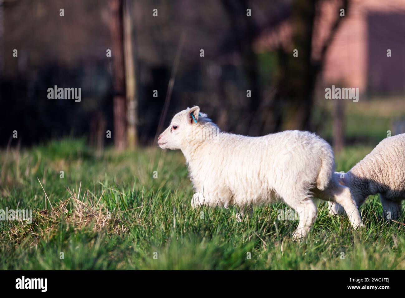 Ein niedliches Tierporträt eines kleinen weißen Lammes, das an einem sonnigen Frühlingstag auf einem Grasfeld oder einer Wiese herumläuft. Das junge Säugetier ist hav Stockfoto