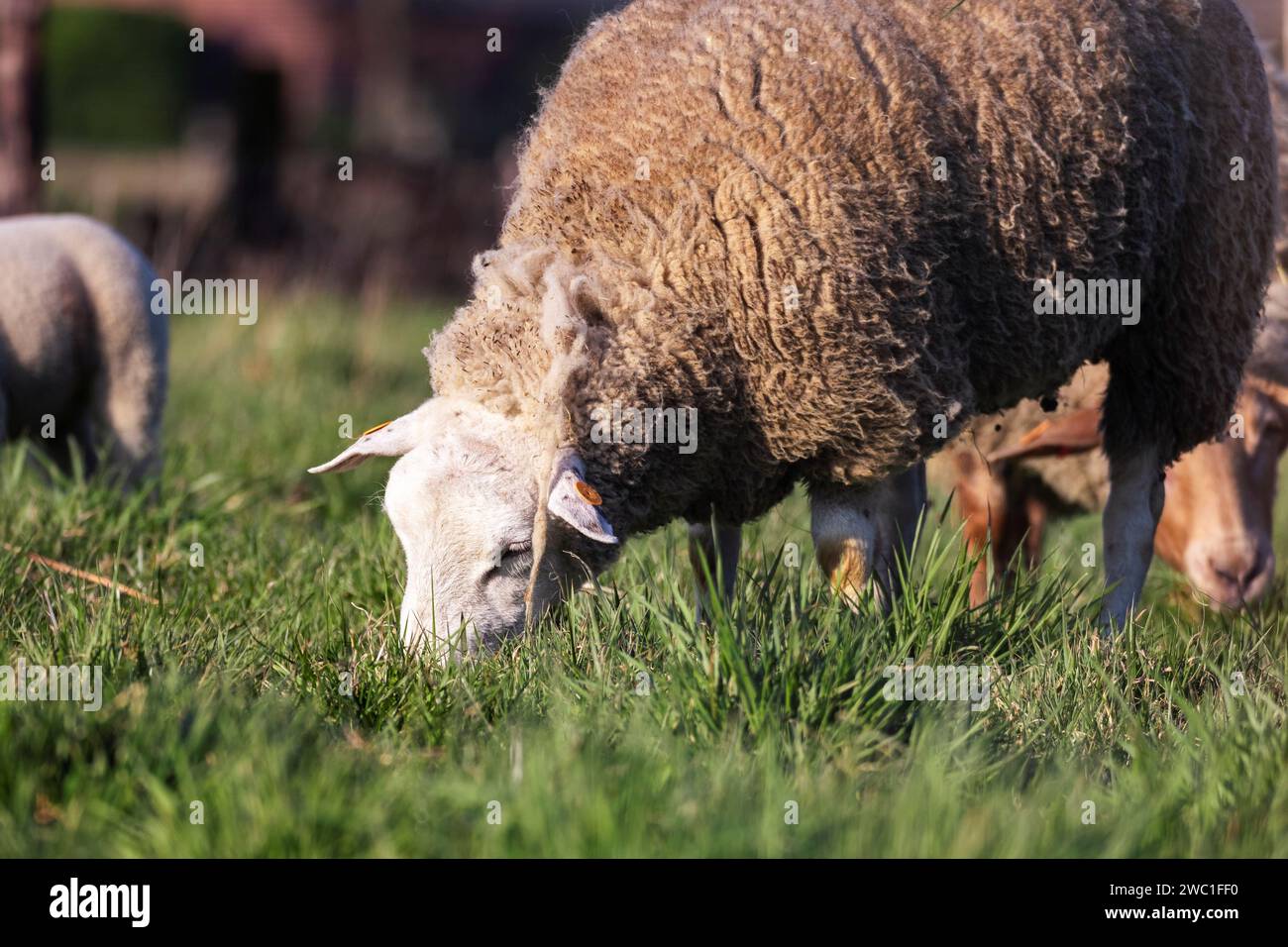 Ein Tierporträt eines erwachsenen Wollschafes, das an einem sonnigen Frühlingstag auf einem Grasfeld oder einer Wiese in einer Herde weidet. Das Säugetier isst grünes Gras. Stockfoto