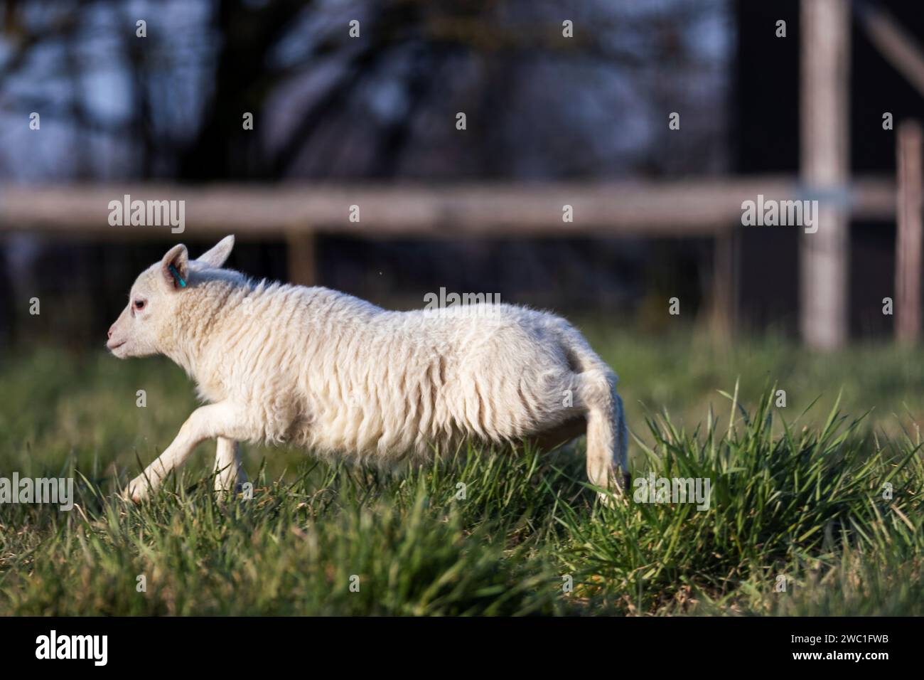 Ein niedliches Tierporträt eines kleinen weißen Lammes, das spielerisch herumläuft. Das junge Säugetier befindet sich an einem sonnigen Frühlingstag auf einem Wiese oder Wiese. Stockfoto