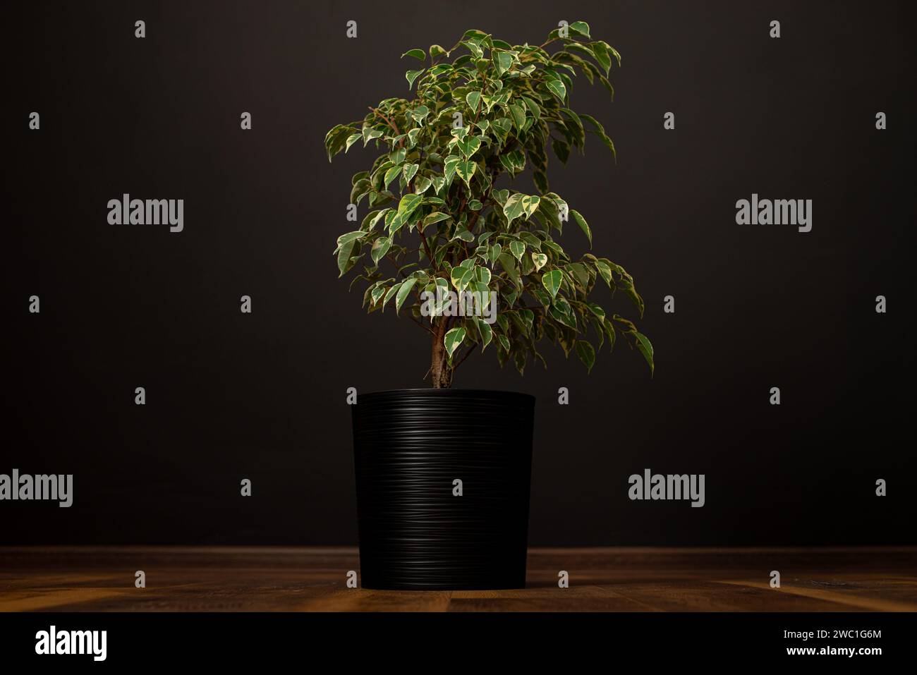 Schöne üppige Zimmerpflanze Ficus benjamina, allgemein bekannt als Trauerfeige, benjamin-Feige oder Ficus-Baum wächst in modernen schwarzen Wohnräumen. Stockfoto