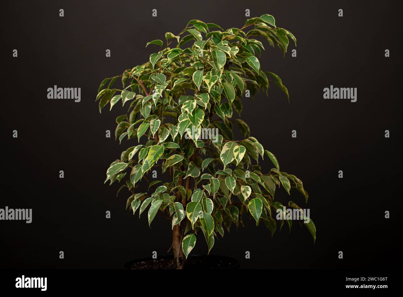 Schöne üppige Zimmerpflanze Ficus benjamina, allgemein bekannt als Trauerfeige, benjamin-Feige oder Ficus-Baum wächst in modernen schwarzen Wohnräumen. Stockfoto
