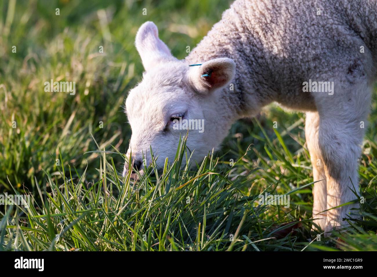 Ein niedliches Nahaufnahme-Tier Porträt eines kleinen weißen Lammes, das an einem sonnigen Frühlingstag auf einem Grasfeld oder einer Wiese steht und weidet. Die jungen Säugetieranim Stockfoto