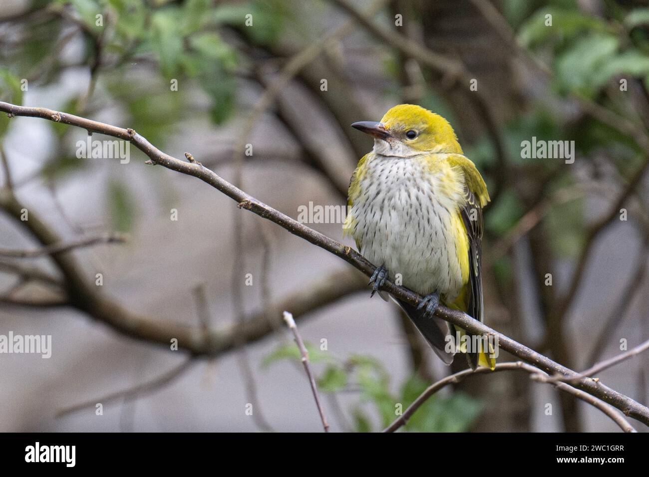 Vögel und Tierwelt, Vogelliebe, Love Birds, Fliegen, Golden Oriole, Credit: kathleen White/Alamy Live News Stockfoto