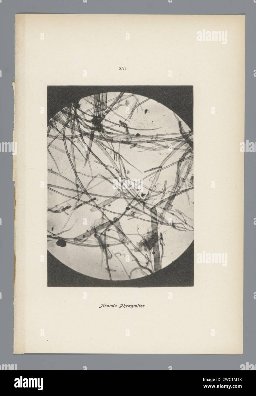 XVI Arundo Phragmites, anonym, 1900 Fotomaterial aus Précis Historique. Frankreich Papier. Farbkollotyp Stockfoto