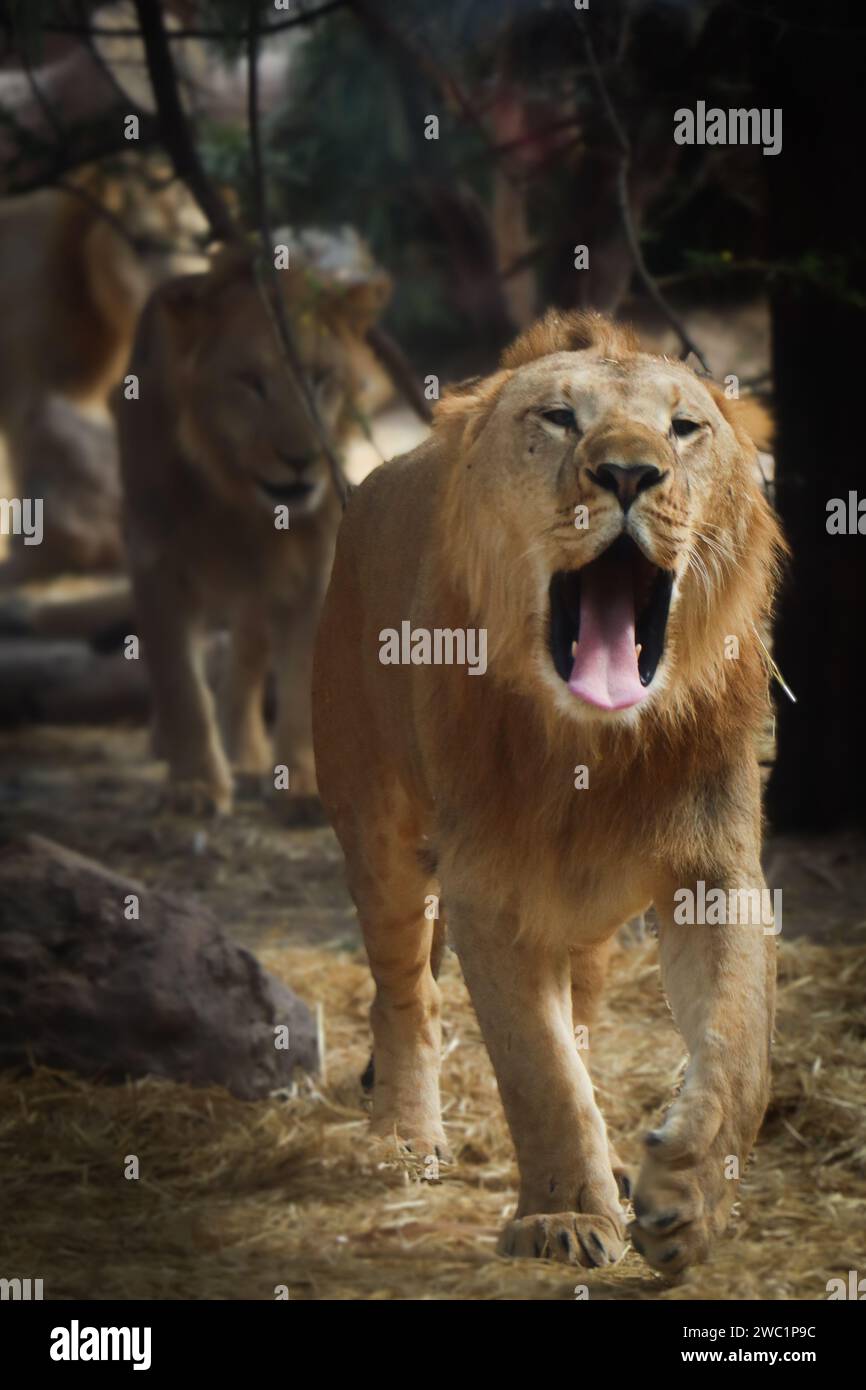 Ein Stolz von Löwen, die durch dichte Äste laufen Stockfoto