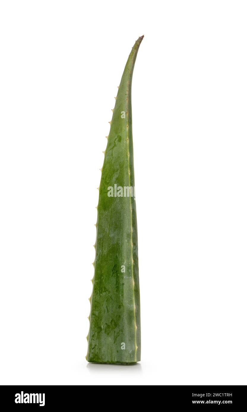Blatt von der Aloe Vera Pflanze, stehend nach vorne. Isoliert auf weißem Hintergrund. Stockfoto