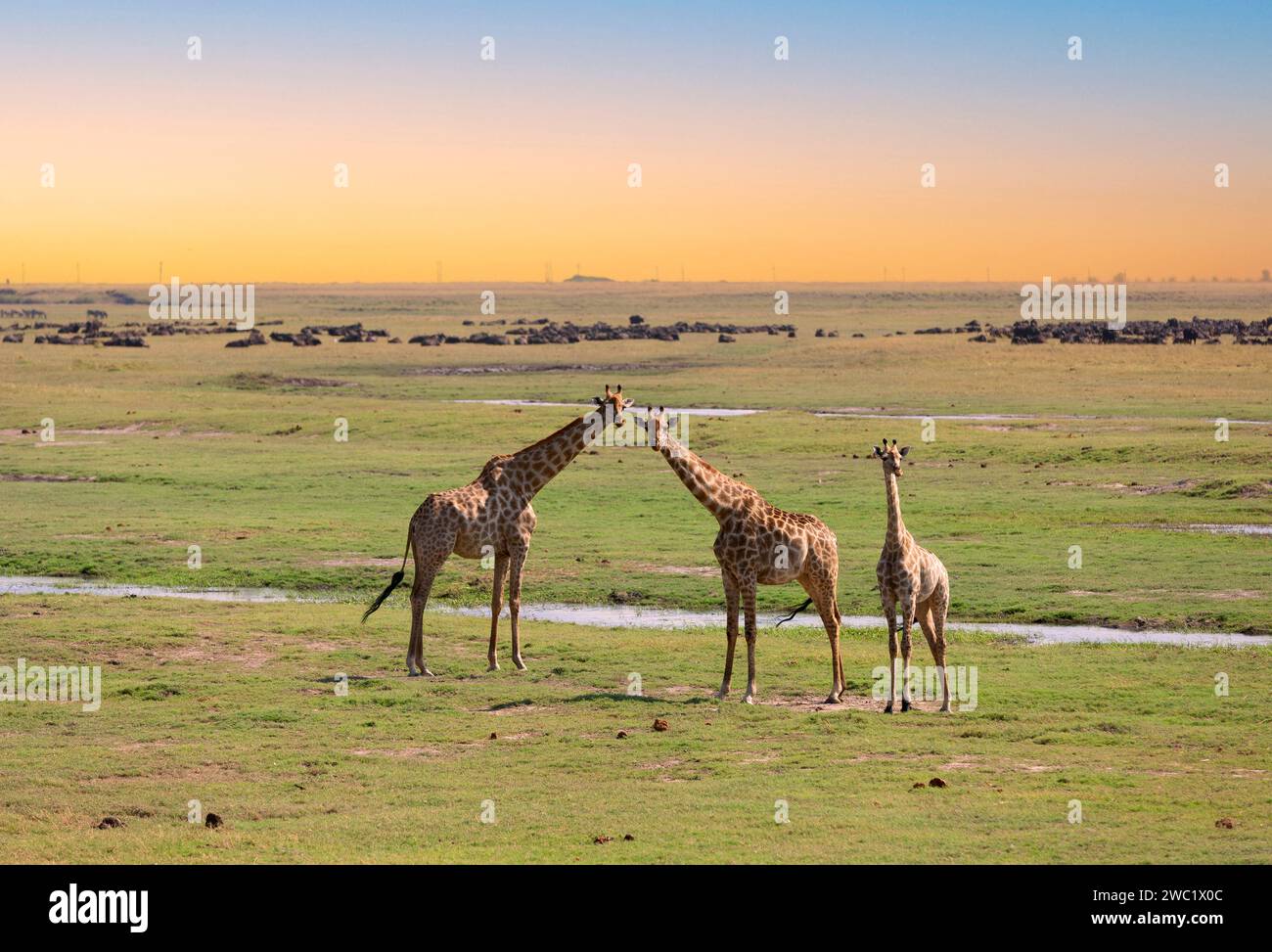 Gruppe von Giraffen - Chobe National Park, Botswana: Gruppe von Giraffen mit friedlichem Blick auf eine grüne und gelbe Grasebene. Stockfoto