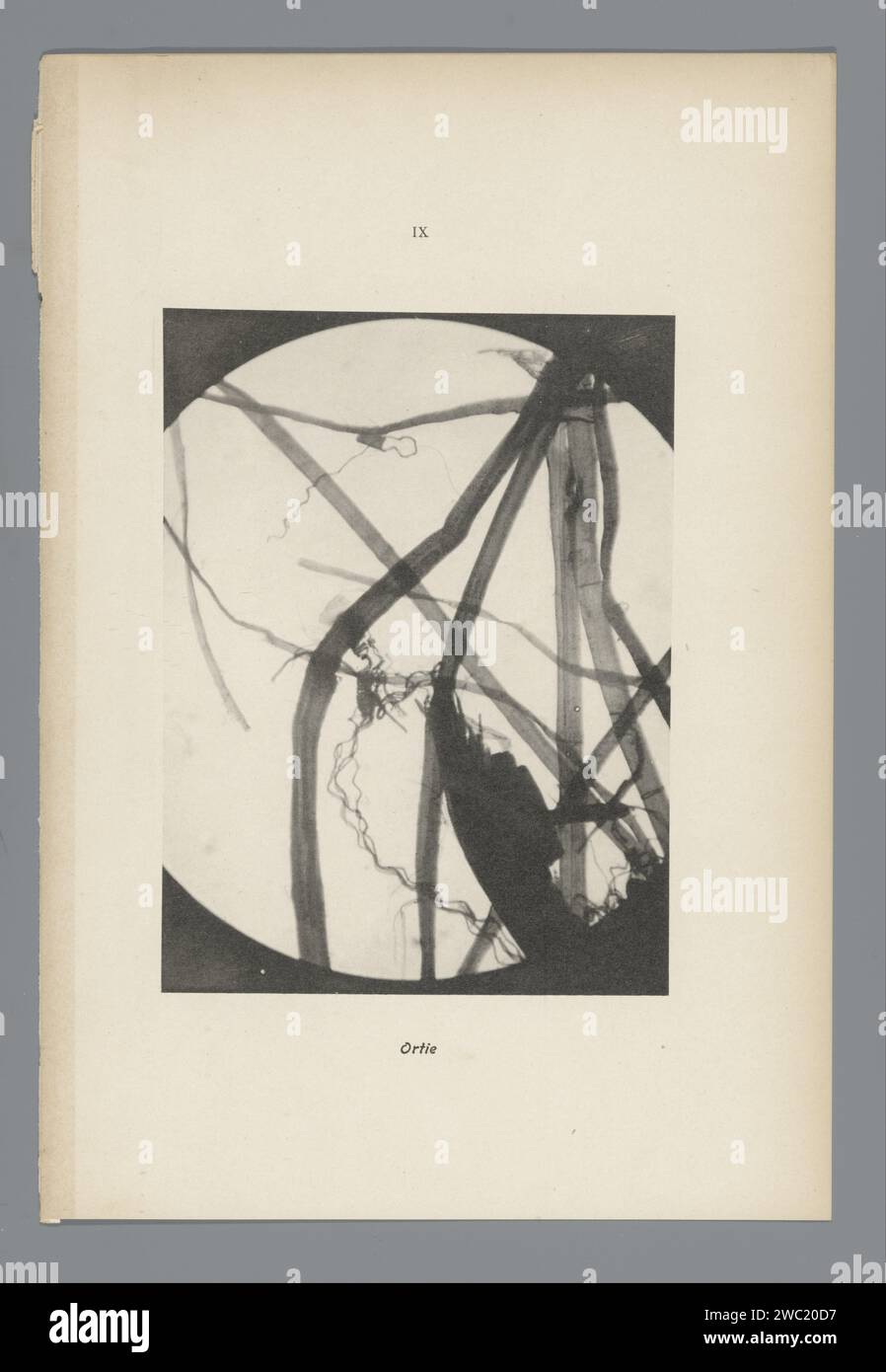 IX Nettie, Anonym, 1900 Fototeller aus Précis Historique. Frankreich Papier. Farbkollotyp Stockfoto