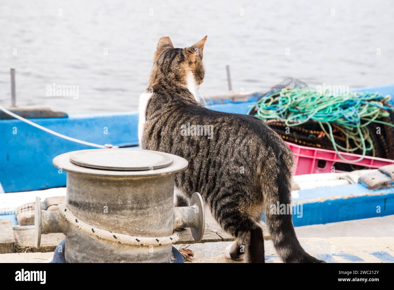 Weibliche Straßenkatze auf dem Anlegesteg der Fischerboote Stockfoto