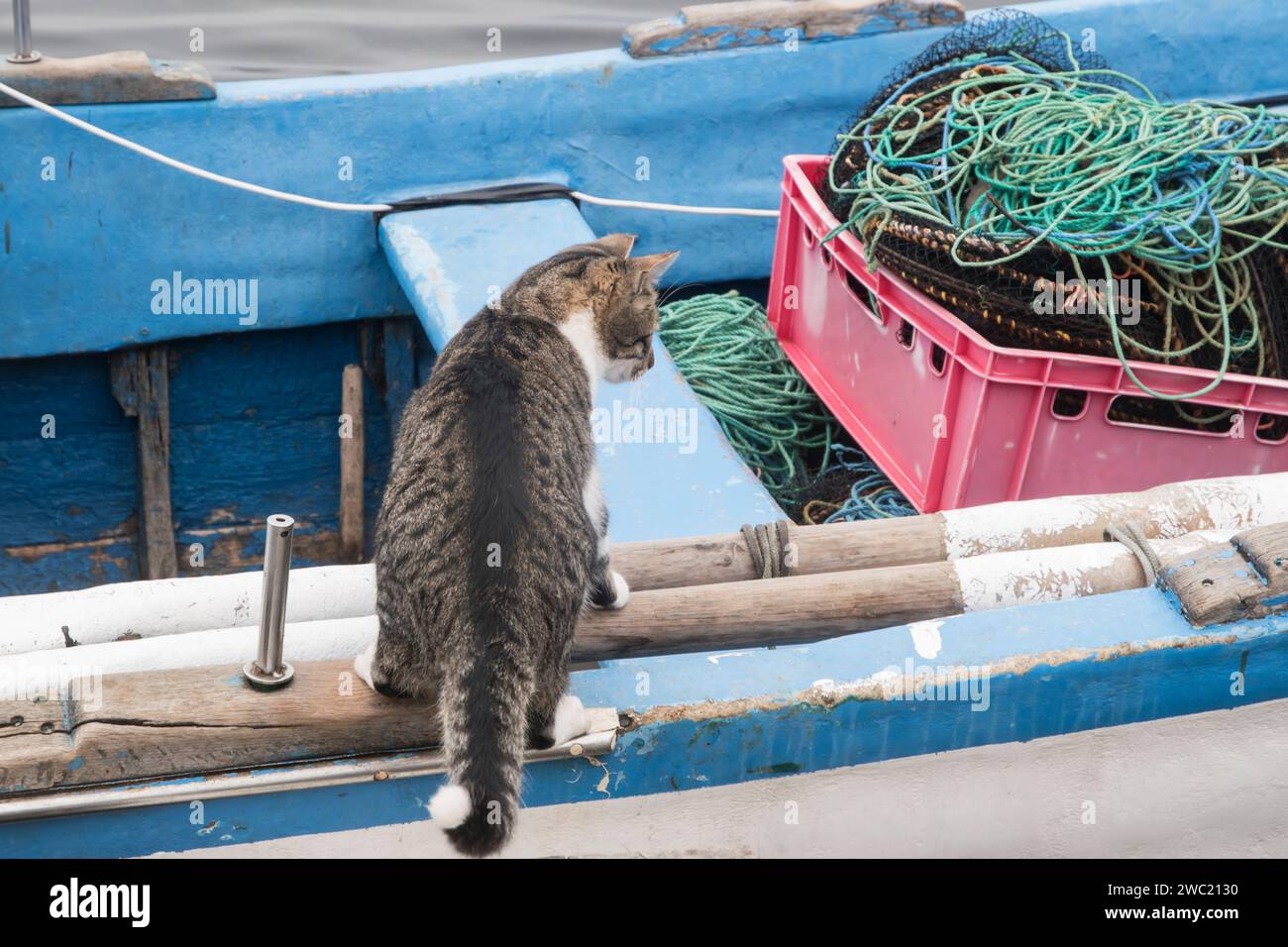 Weibliche Straßenkatze auf dem Anlegesteg der Fischerboote Stockfoto