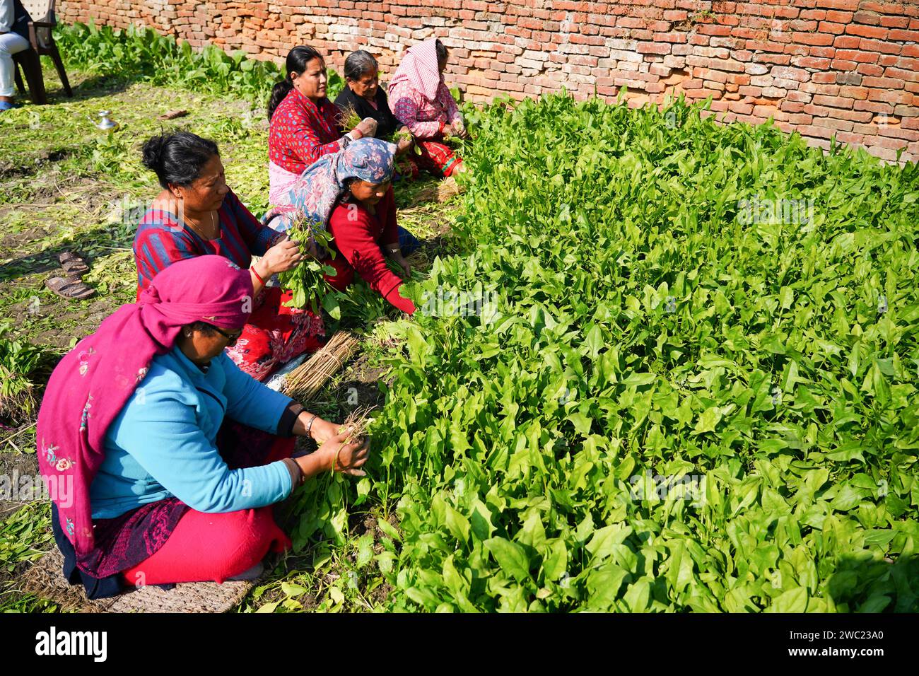 Lalitpur, Nepal. Januar 2024. Bauern pflücken Spinat auf einem Ackerland für das bevorstehende Maghe Sankranti Festival in Lalitpur, Nepal, 13. Januar 2024. Quelle: Hari Maharjan/Xinhua/Alamy Live News Stockfoto