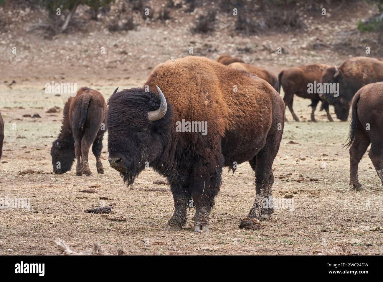 Ein großer männlicher Bison steht mitten in seiner Herde. Der Bison hat zwei große Hörner. Stockfoto