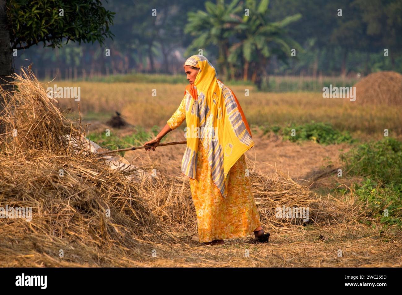 Cumilla, Bangladeh, 14. Dezember 2023, Bangladeh ländliches Leben der Dorffrauen arbeiten, um Reisstroh zu trocknen, südasiatische Dorfstraße auf Reisstroh Stockfoto