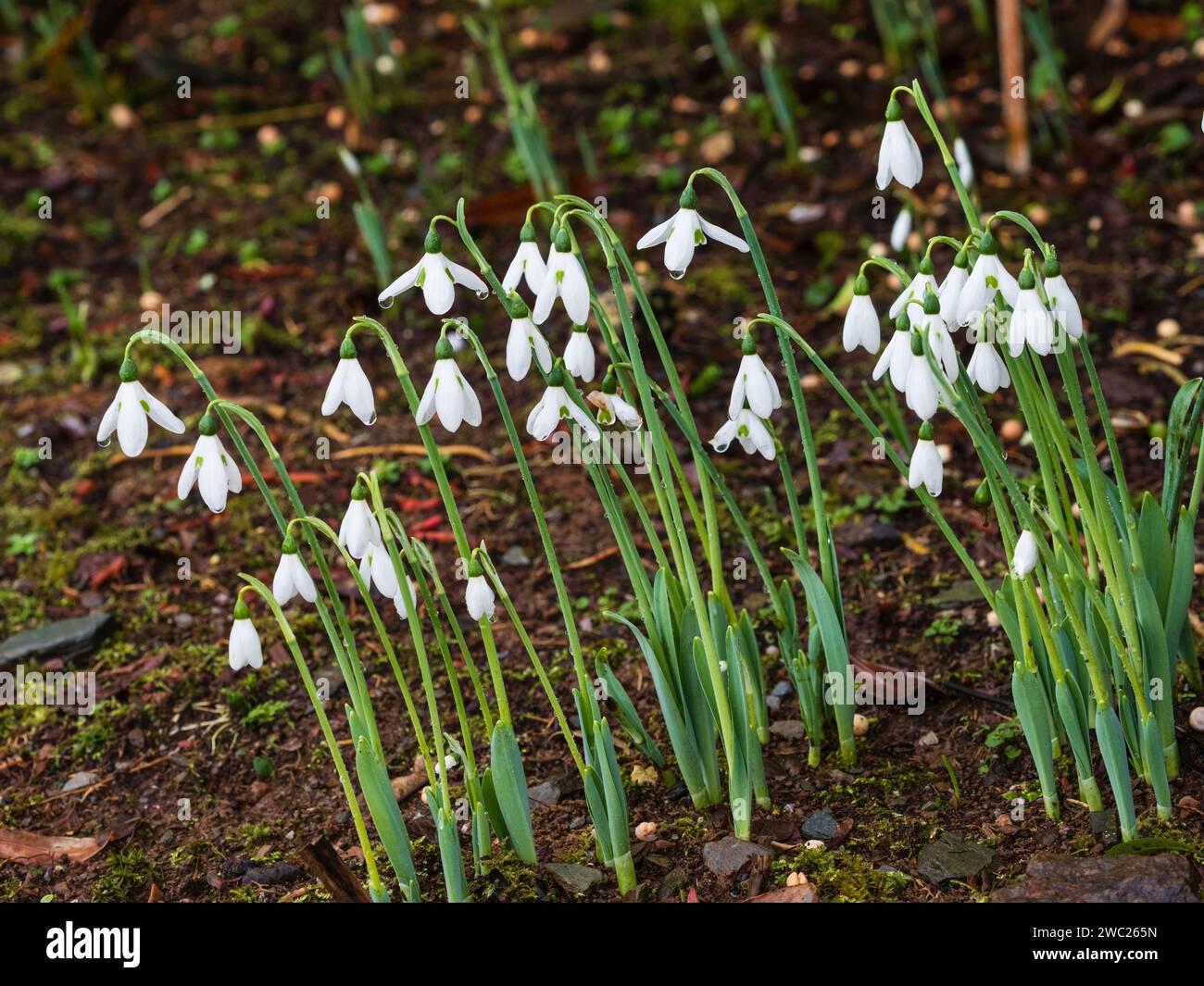 Stand der Januar blühenden Auswahl des riesigen Schneeglöckchens Galanthus elwesii „Reverend Hailstone“ Stockfoto