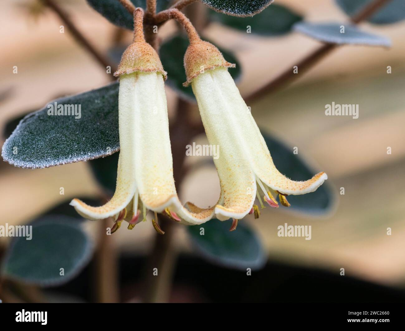 Röhrenförmige Creme Blüten des Spätherbst bis Frühjahrs blühenden australischen immergrünen Strauches, Correa alba x Backhouseana Stockfoto