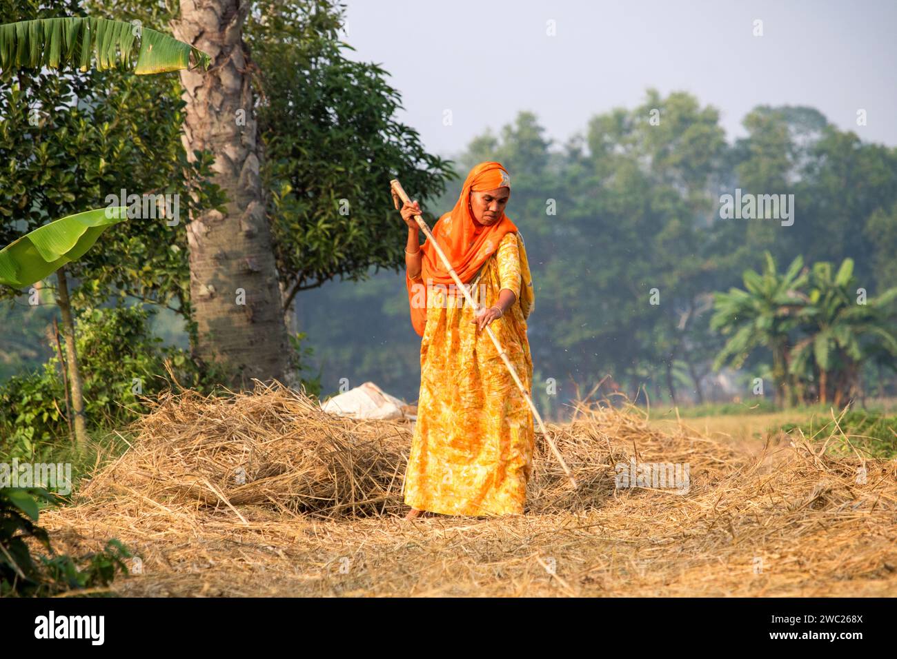 Cumilla, Bangladeh, 14. Dezember 2023, Bangladeh ländliches Leben der Dorffrauen arbeiten, um Reisstroh zu trocknen, südasiatische Dorfstraße auf Reisstroh Stockfoto