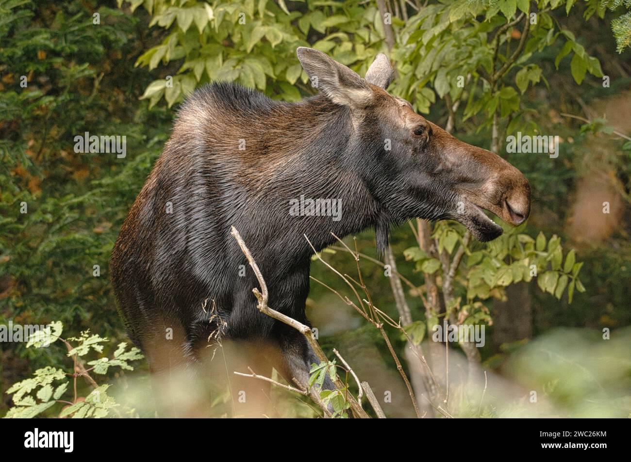 Weibliche Elche auf dem Streifzug im Wald Stockfoto