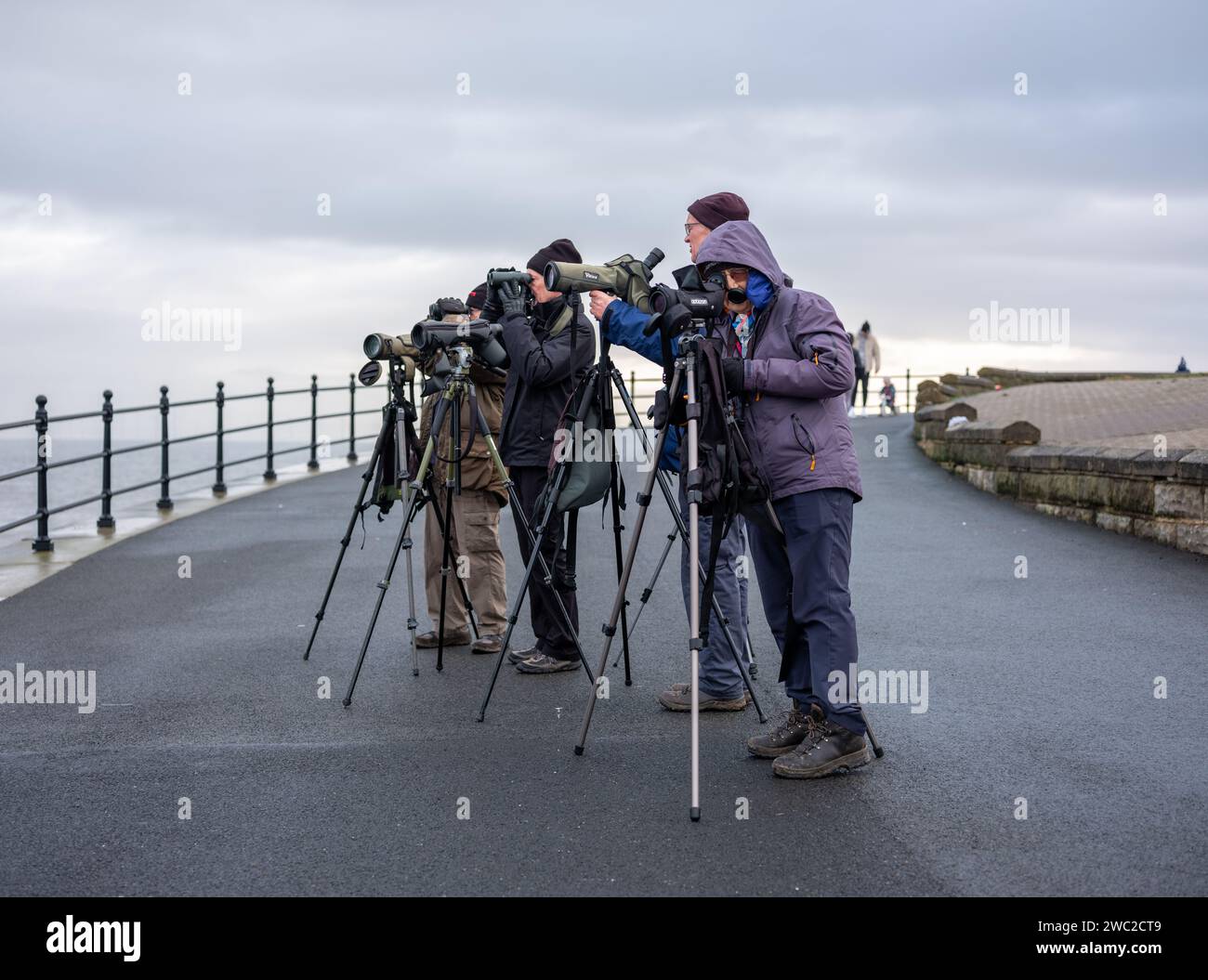 Vogelbeobachter auf der Landzunge von Hartlepool im Nordosten Englands. Stockfoto