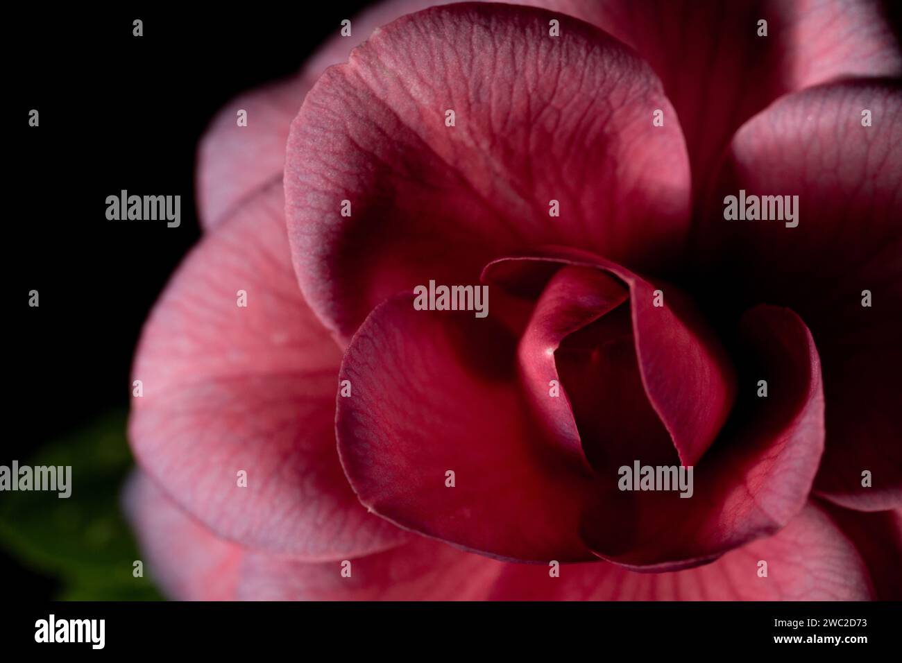 Hübsche rosafarbene Blumenblüte Stockfoto