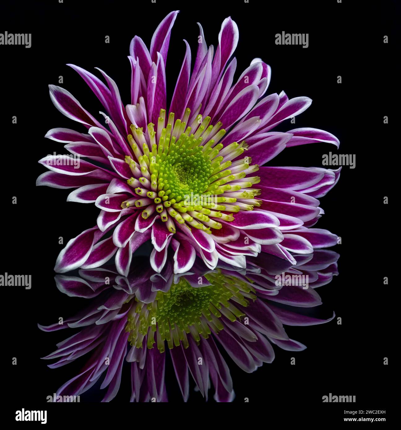 Chrysantheme Stockfoto