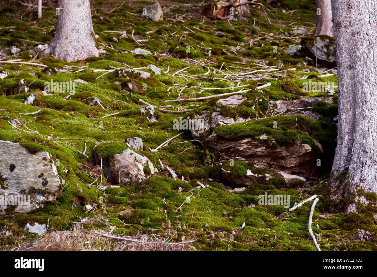 Moosiger Wald - Mooswald Stockfoto