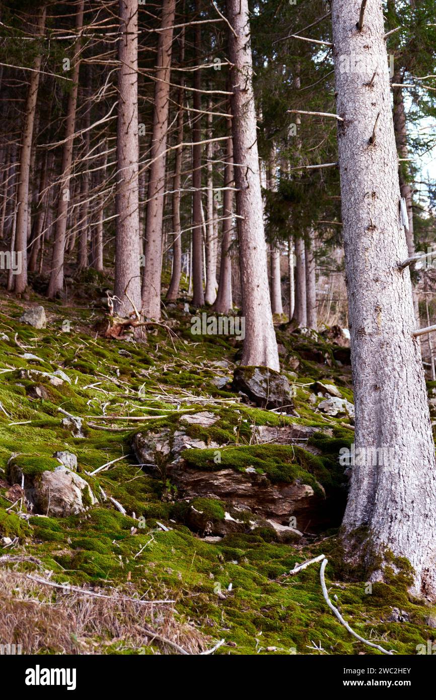 Moosiger Wald - Mooswald Stockfoto