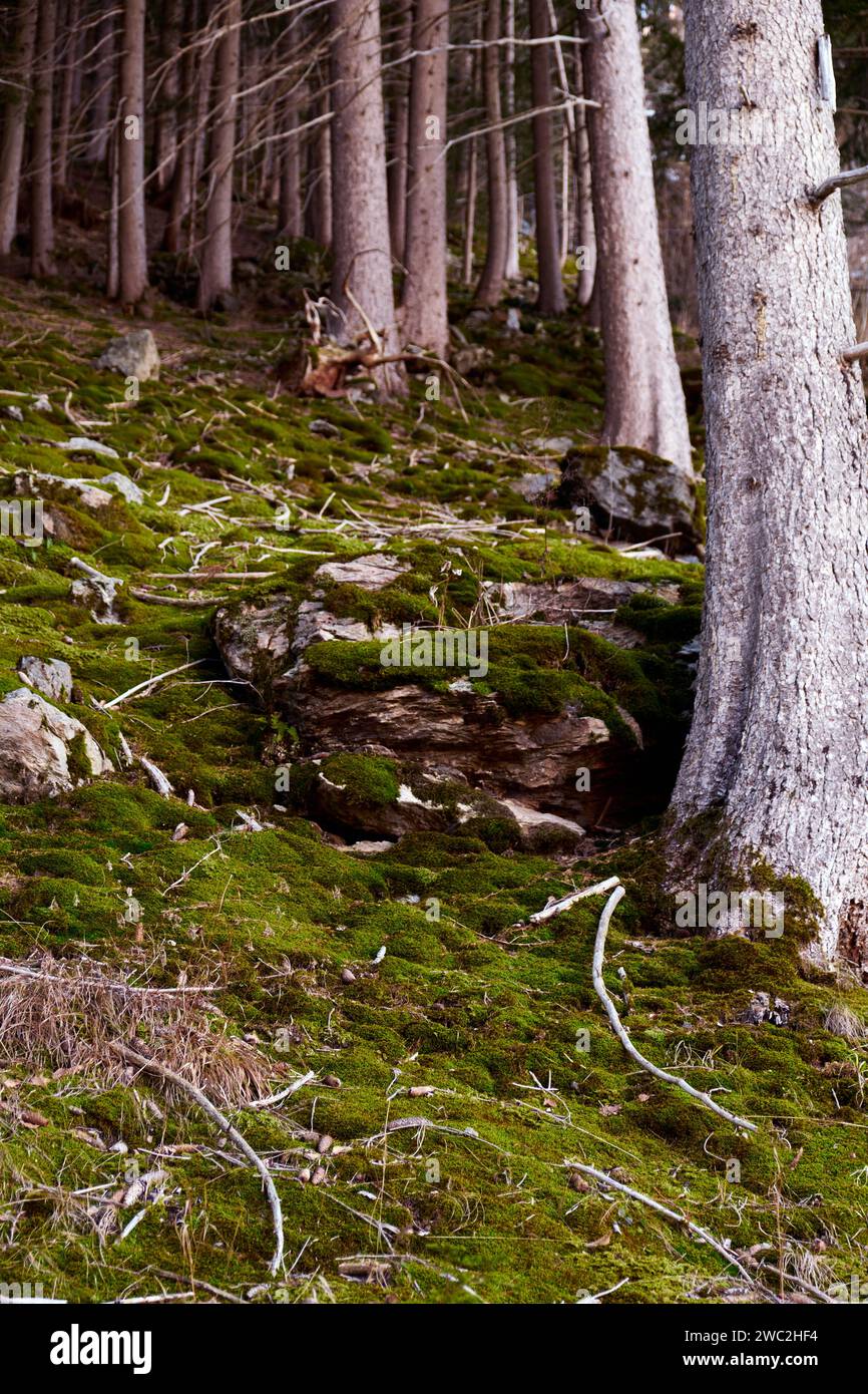 Moosiger Wald - Mooswald Stockfoto