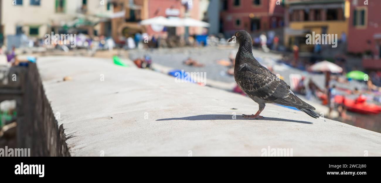 Eine einsame Taube beherrscht den Vordergrund und blickt über eine sonnenverwöhnte piazza mit verschwommenen Strandgängern und farbenfrohen Gebäuden. Die scharfe Silhouette des Vogels Stockfoto