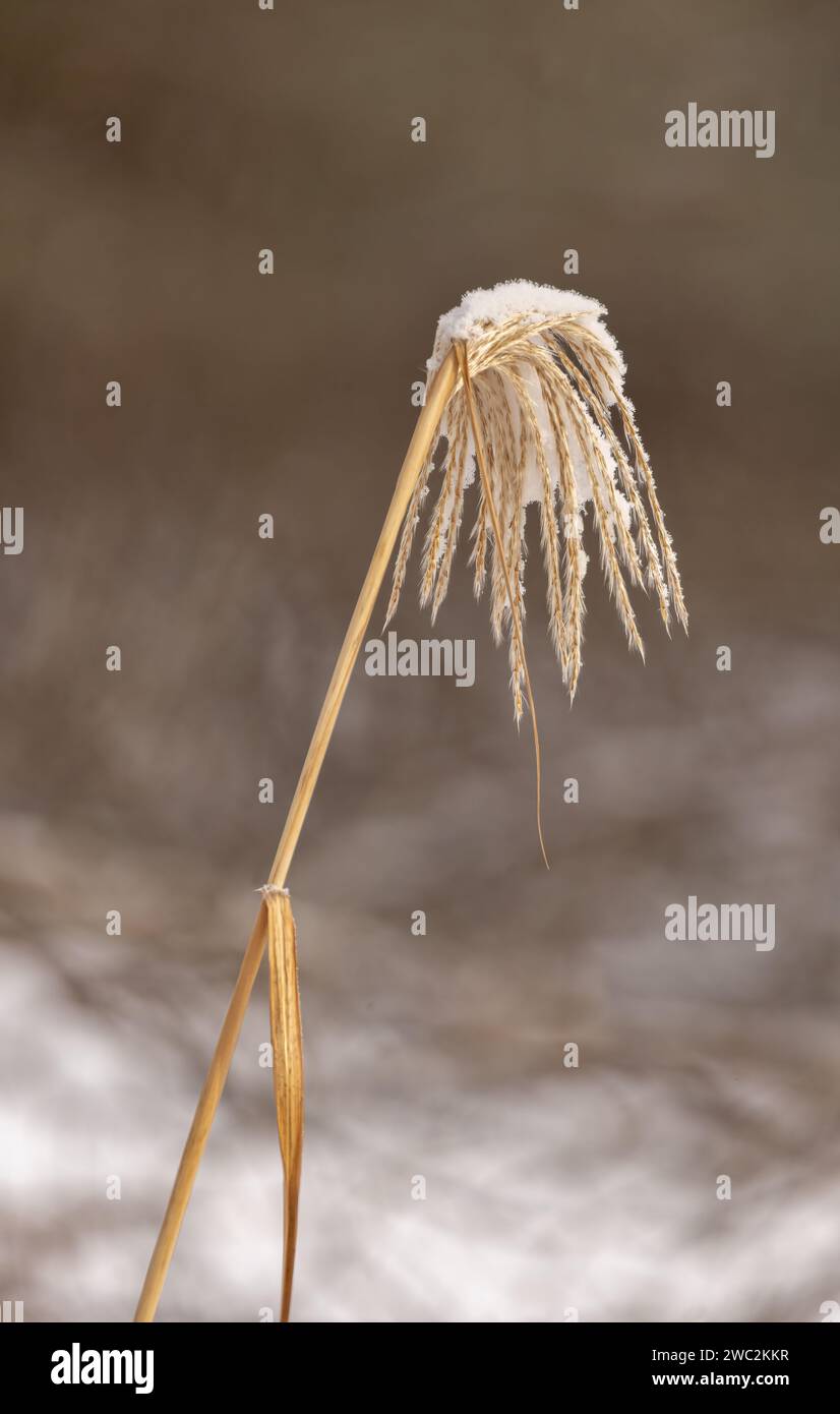 Winternähe von Schnee auf einer kleinen ruhenden Pflanze Stockfoto