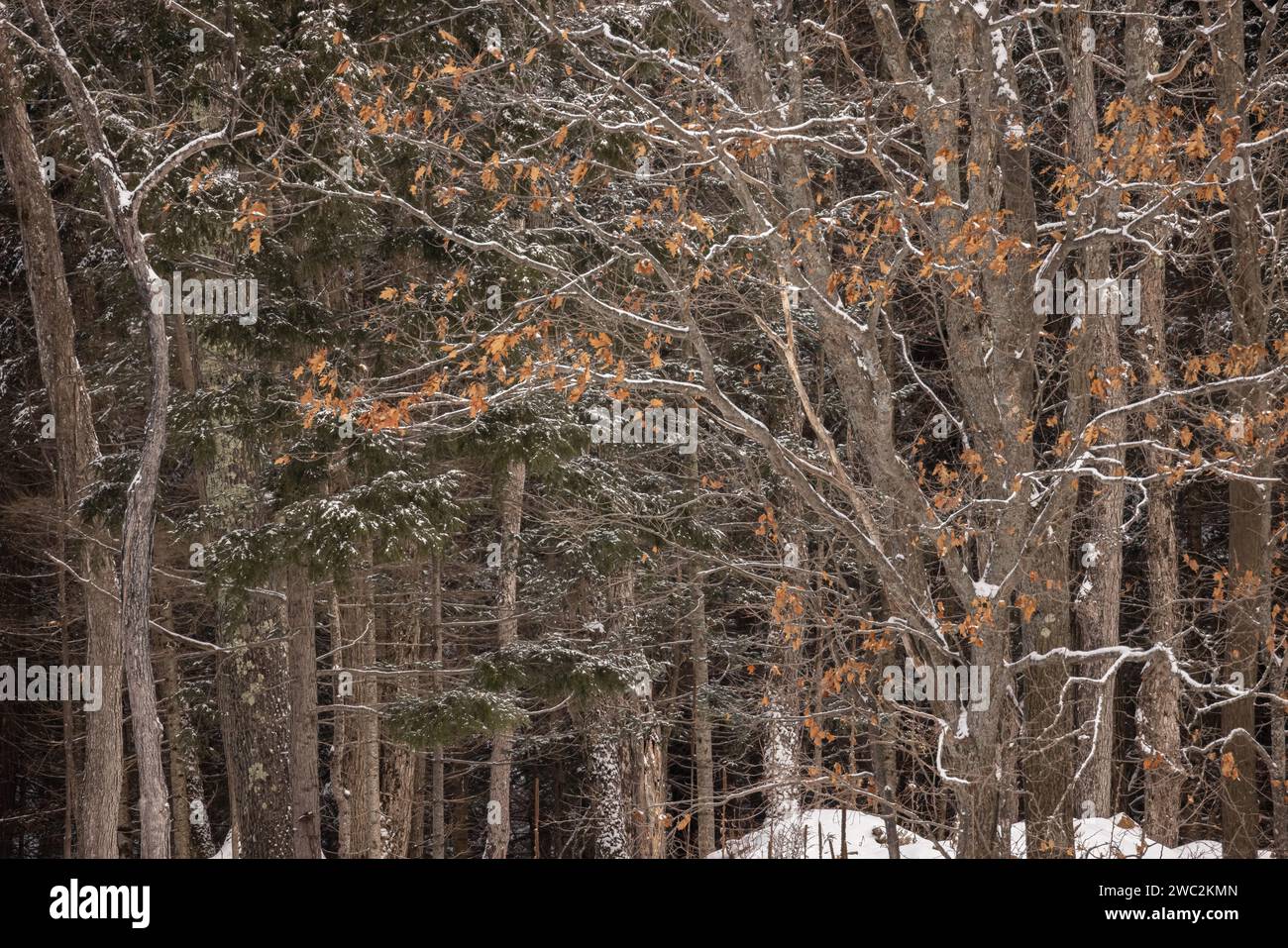 Gemischte Waldlandschaft mit Schnee und Orangenblättern im Winter Stockfoto