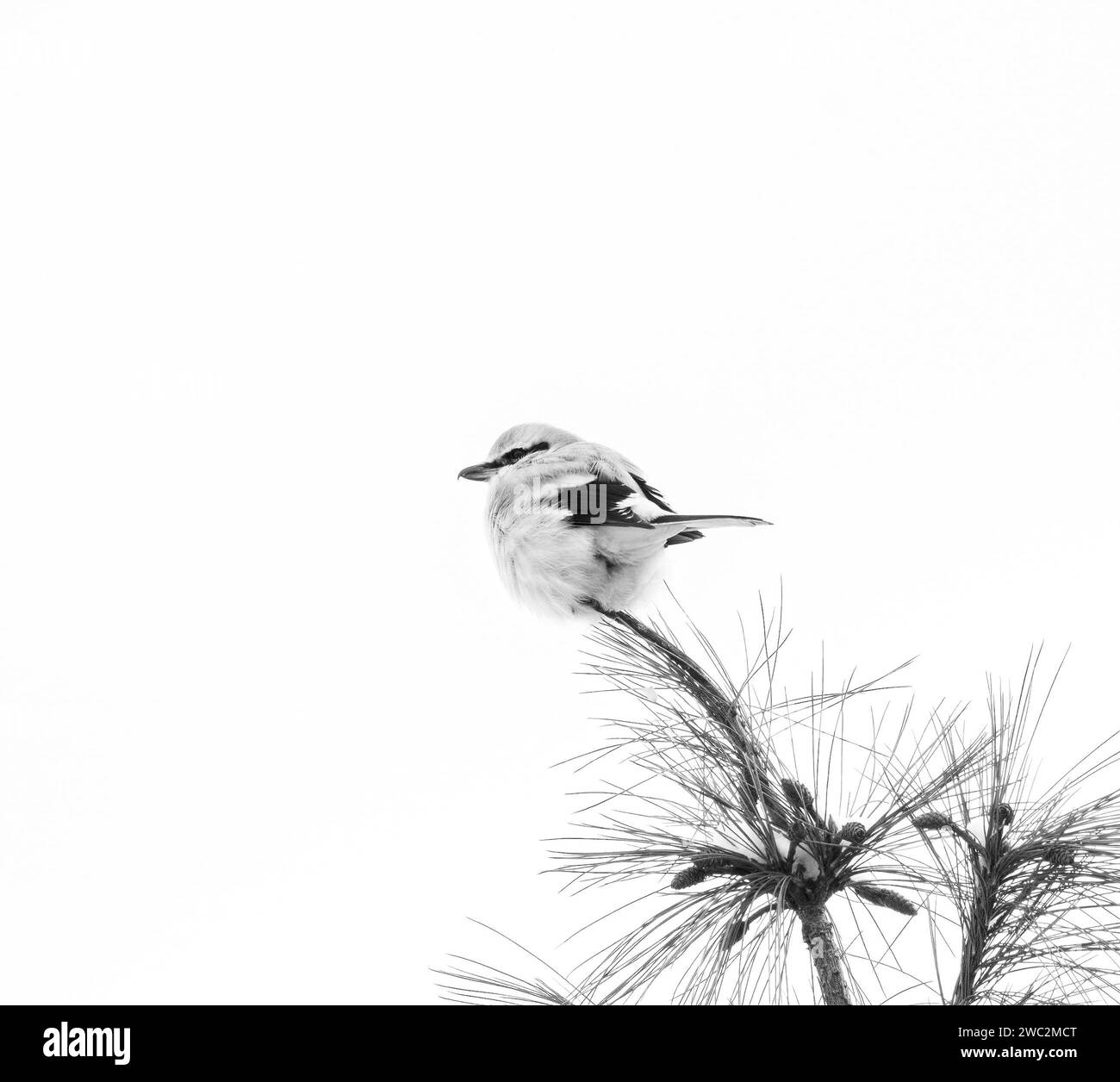Northern Shrike auf einer Kiefer in Schwarz-weiß Stockfoto