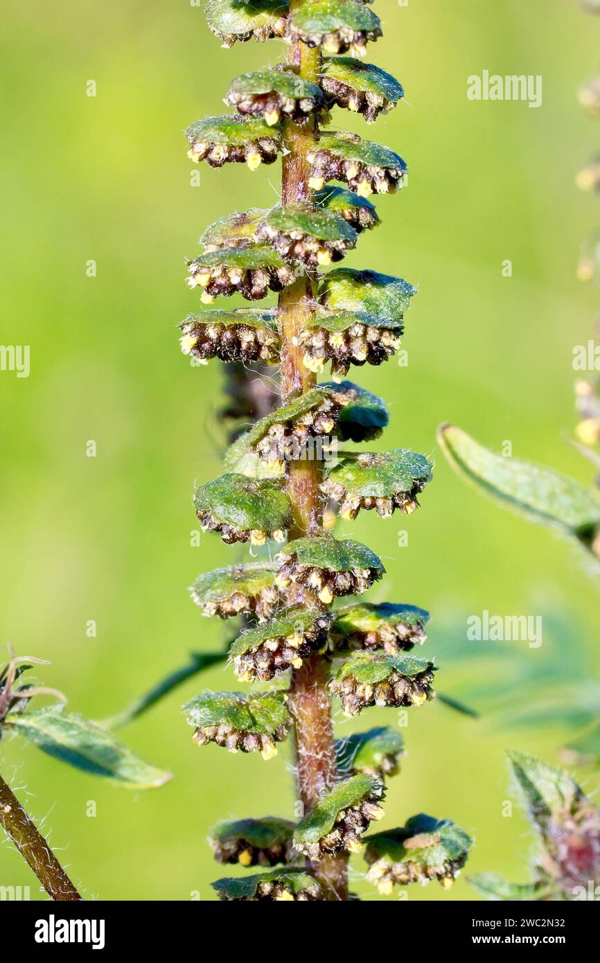 Ragweed (Ambrosia artemisiifolia), Nahaufnahme, die den oberen Stamm der Pflanze zeigt, bedeckt mit Blütenköpfen von kleinen männlichen Blüten. Stockfoto