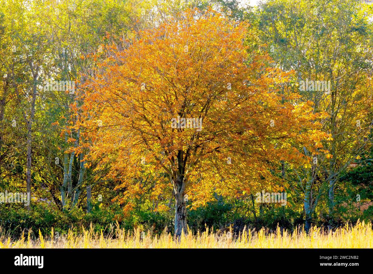 Rosskastanie oder Conker Tree (aesculus hippocastanum), ein isolierter Baum, der seine Herbstfarben vor dem Hintergrund eines noch grünen Waldes zeigt. Stockfoto