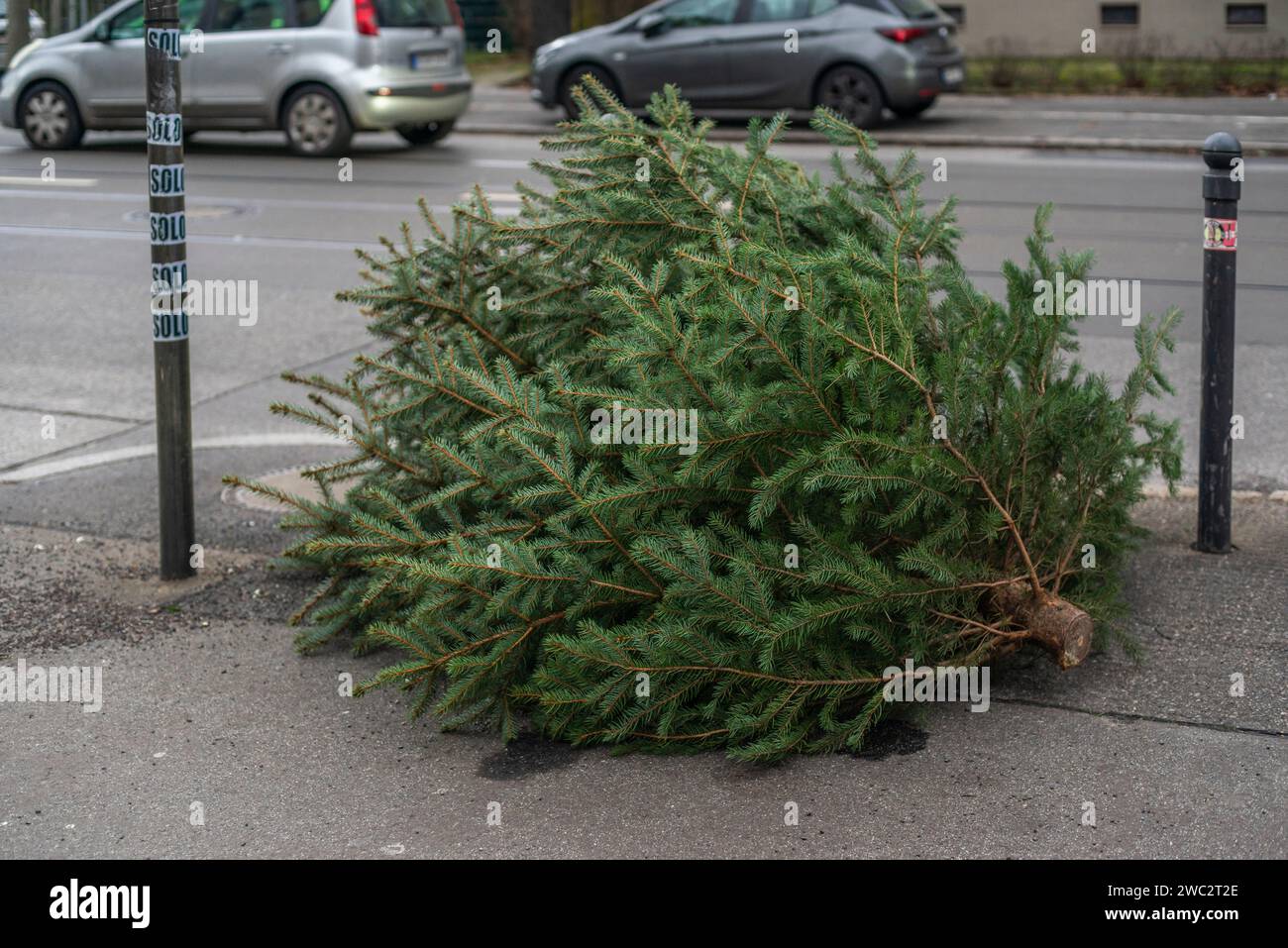 Undekorierter Weihnachtsbaum wartet auf Sammlung zur umweltfreundlichen Entsorgung nach der Verwendung zu Weihnachten, Berlin, Deutschland, Europa Stockfoto
