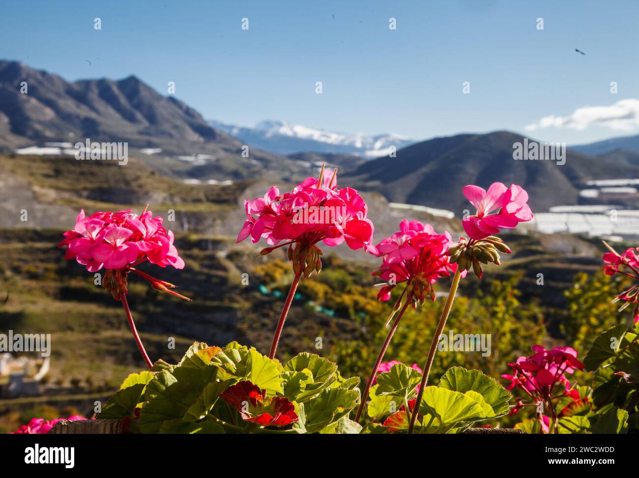 Blumen und Berge von Spanien, Costa Tropical, Granada Stockfoto