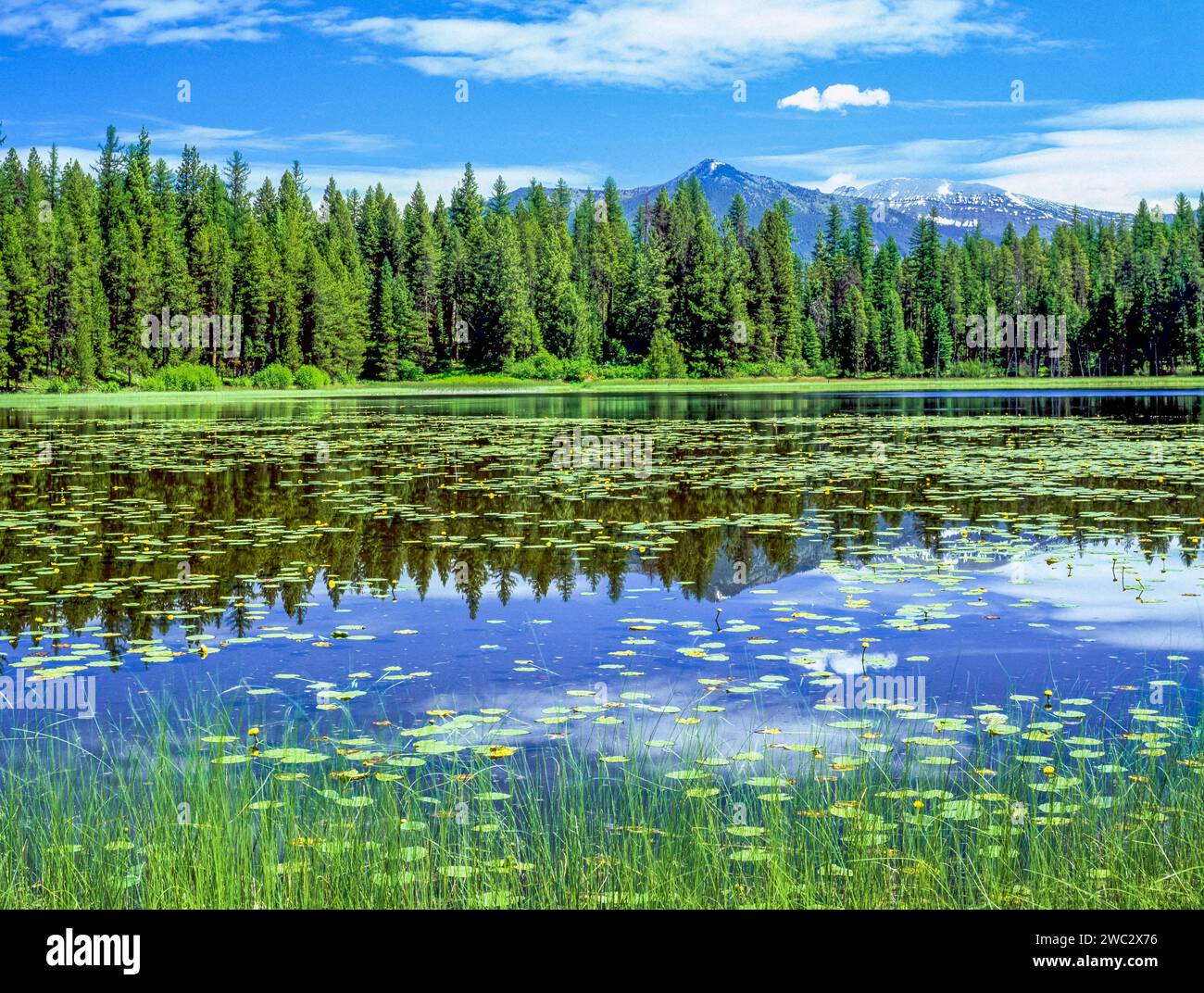 peck Lake im Schwanental bei condon, montana Stockfoto