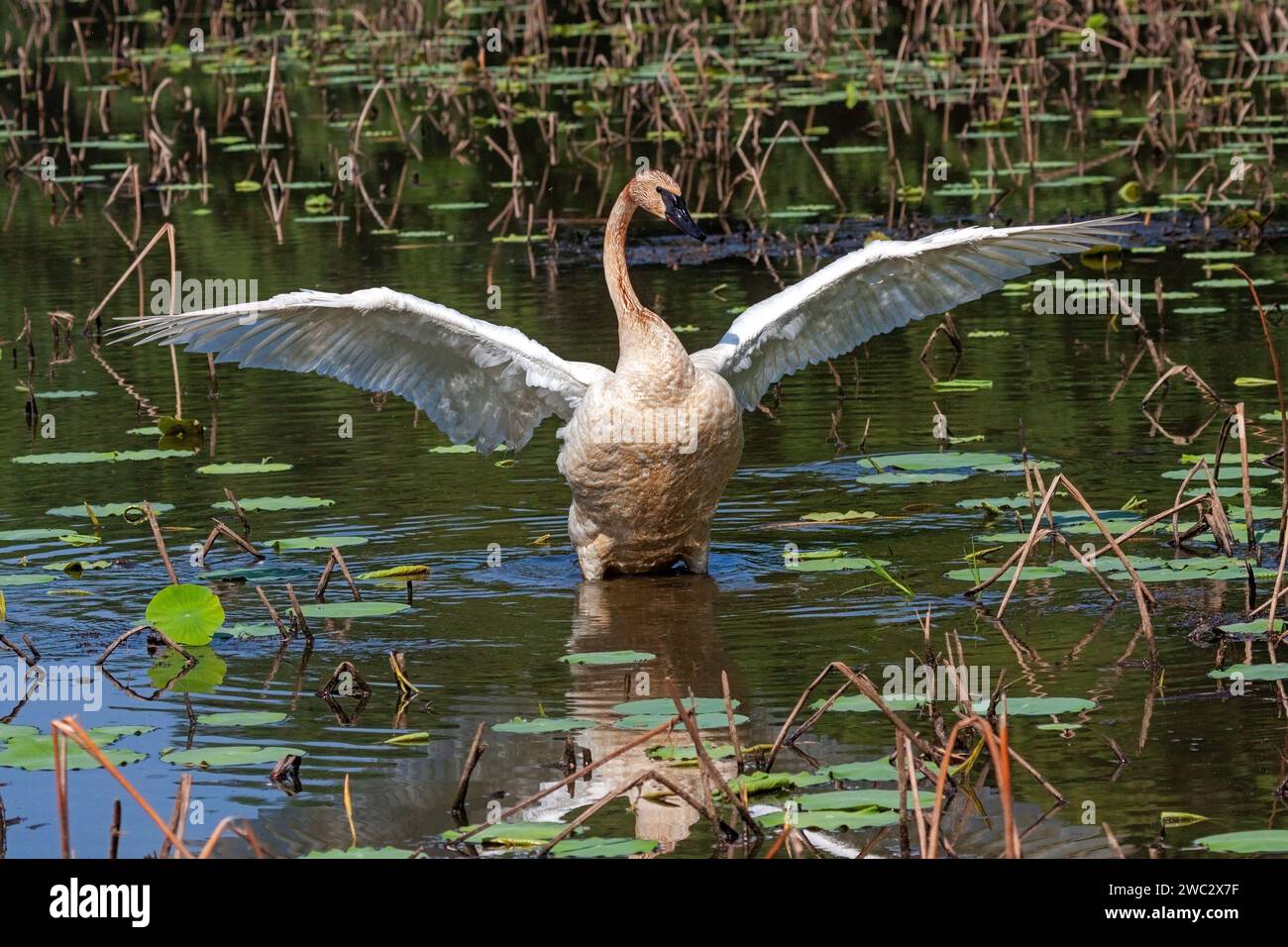 In einem flachen Teich, gefüllt mit Lilienpads und Lotus, hebt ein Trompterschwan seine Flügel wie ein Engel. Stockfoto