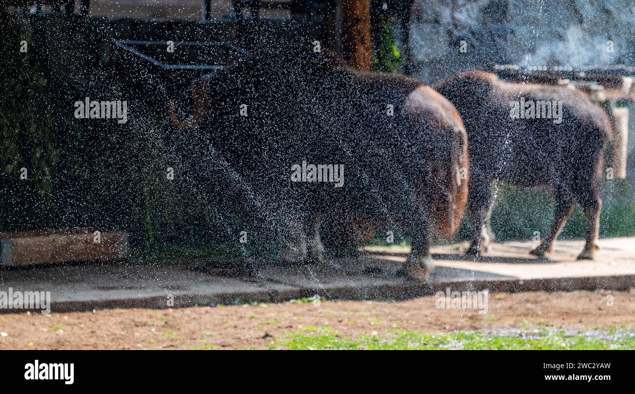 Ein Moschusochse, der während der Hitze in der Voliere des Moskauer Zoos mit Wassertropfen besprüht wurde Stockfoto