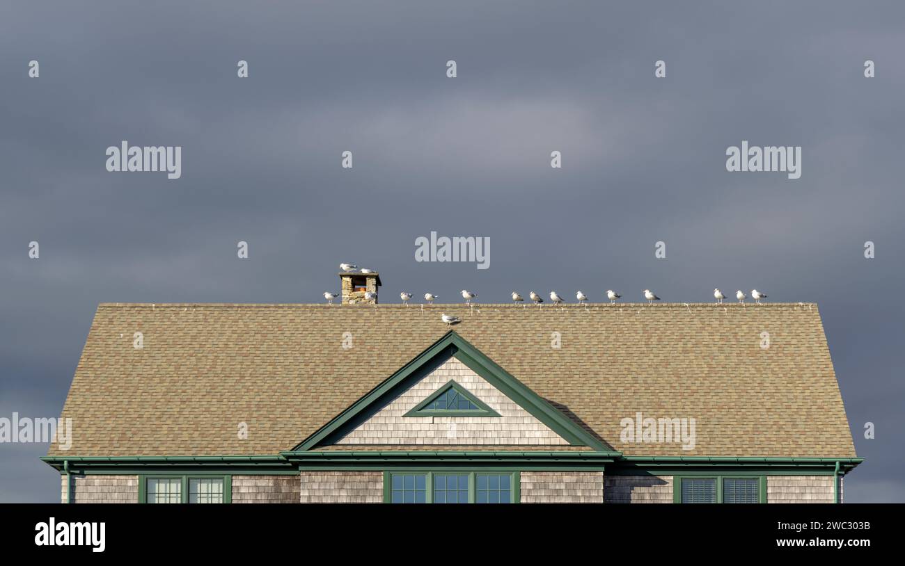 Eine Gruppe Möwen, die in einer Schlange auf dem Dach eines Hauses in southampton stehen Stockfoto