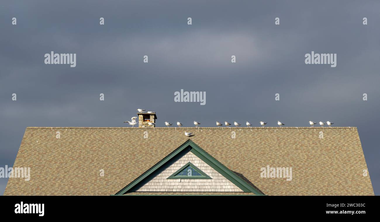 Eine Gruppe Möwen, die in einer Schlange auf dem Dach eines Hauses in southampton stehen Stockfoto