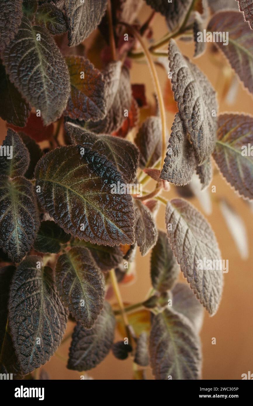 Hauspflanze im Sonnenlicht in pfirsichfarbener Fuzz-Farbe. Pflanzen zu Hause, Kopierraum. Nah an der Natur. Natur im Detail. Blätter in warmem Licht. Stockfoto