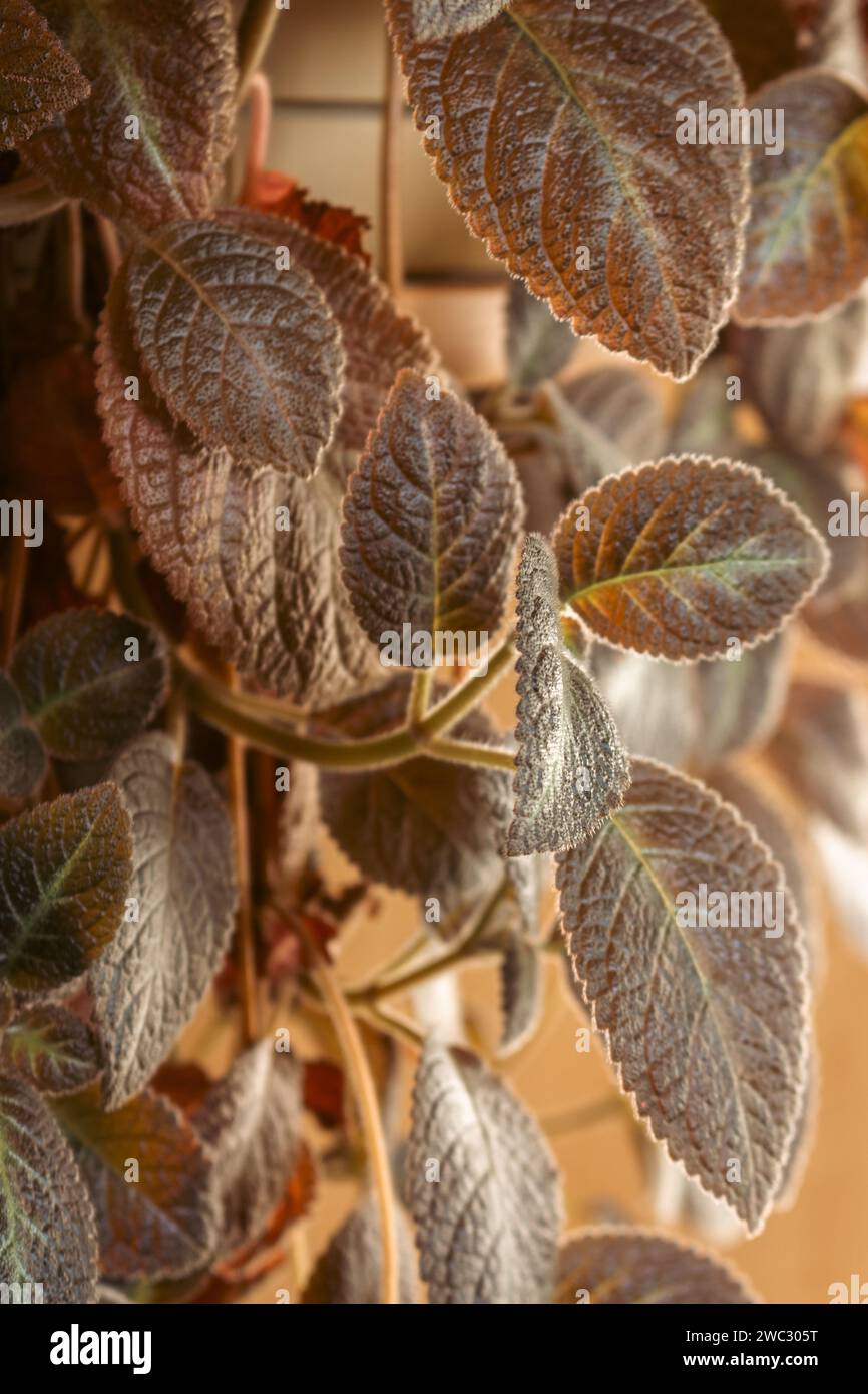 Hauspflanze im Sonnenlicht in pfirsichfarbener Fuzz-Farbe. Pflanzen zu Hause, Kopierraum. Nah an der Natur. Natur im Detail. Blätter in warmem Licht. Stockfoto