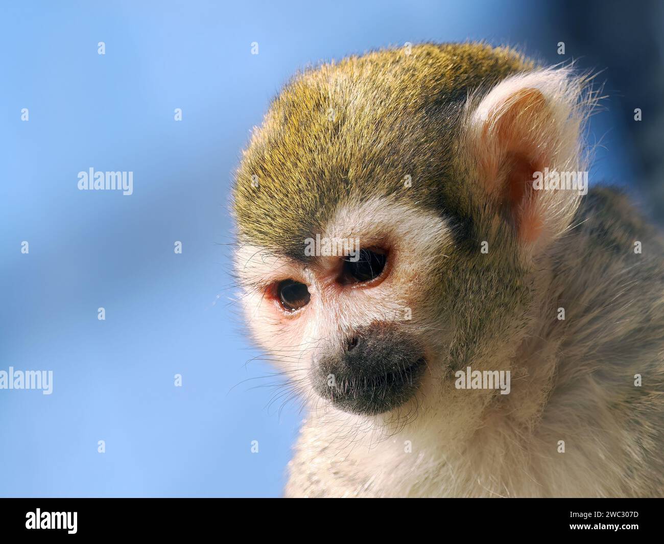 Guianan Eichhörnchenaffen, Gewöhnlicher Totenkopfaffe, Saimiri commun, Saimiri sciureus, mókusmajom Stockfoto
