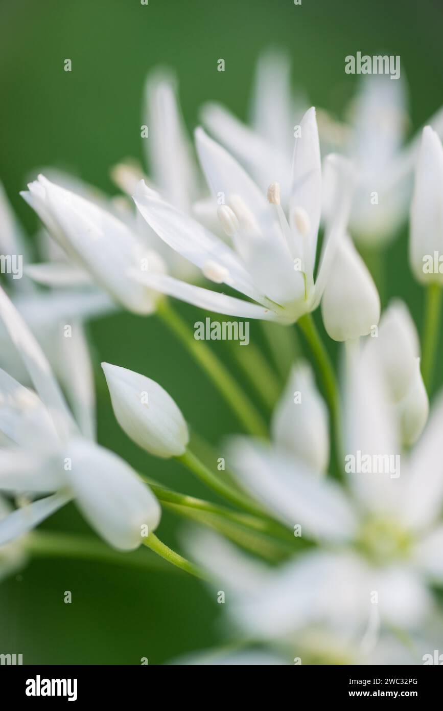 Ramson (Allium ursinum), weiße Blüten vor grünem Hintergrund, frühe Blüte im April, Frühling, Makroaufnahme, Nahaufnahme, Allertal, Niedersachsen Stockfoto