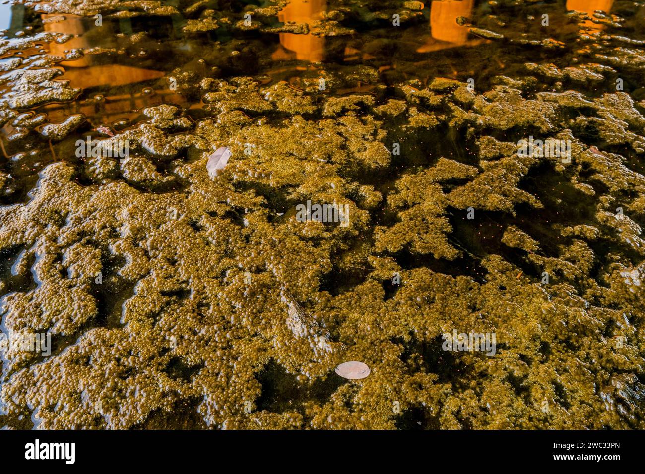 Schicht von Froscheiern auf dem Fluss mit Reflexion von Brückenstützsäulen im Wasser Stockfoto