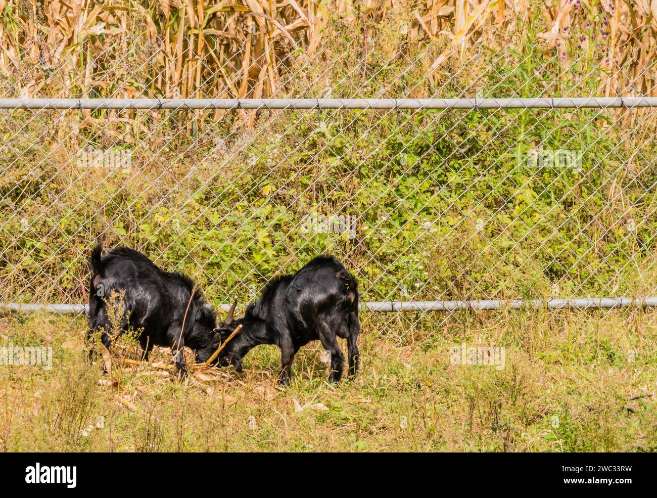 Zwei Erwachsene schwarze Ziegen, die sich neben einem Zaun um ein Feld voller Maisstiele ernähren Stockfoto