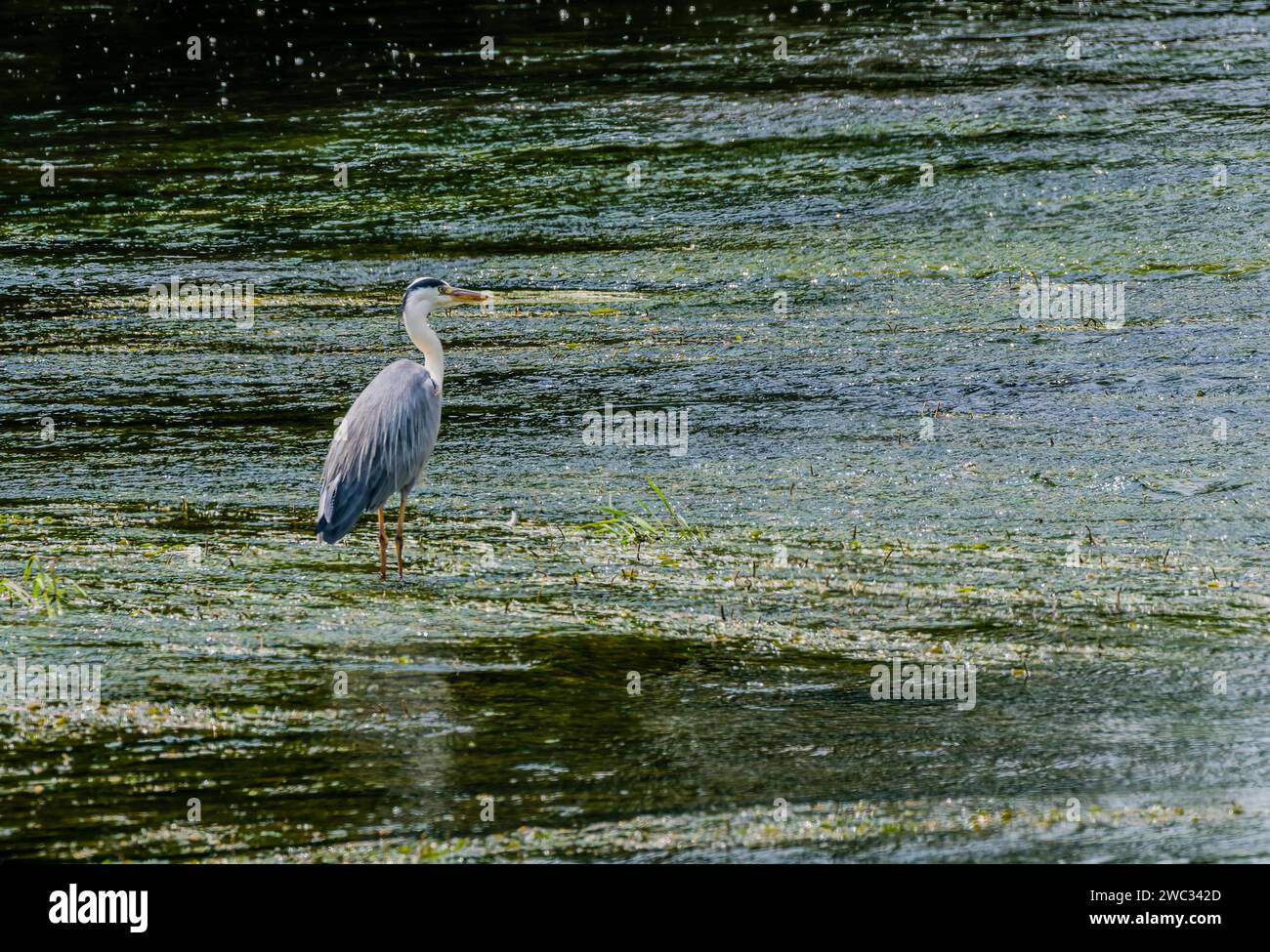 Kleiner blauer Reiher, der auf einer Sandbank mit Kieselsteinen in einem flachen Fluss auf der Jagd nach Nahrung steht Stockfoto