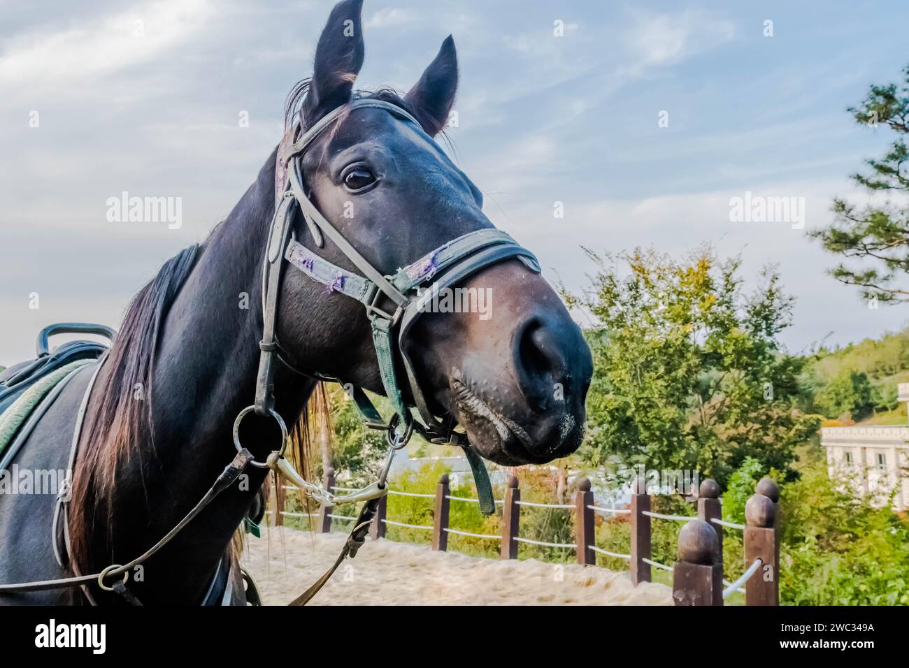 Nahaufnahme eines erwachsenen Pferdes mit voller Heftung und blauem, teilweise bewölktem Himmel im Hintergrund Stockfoto