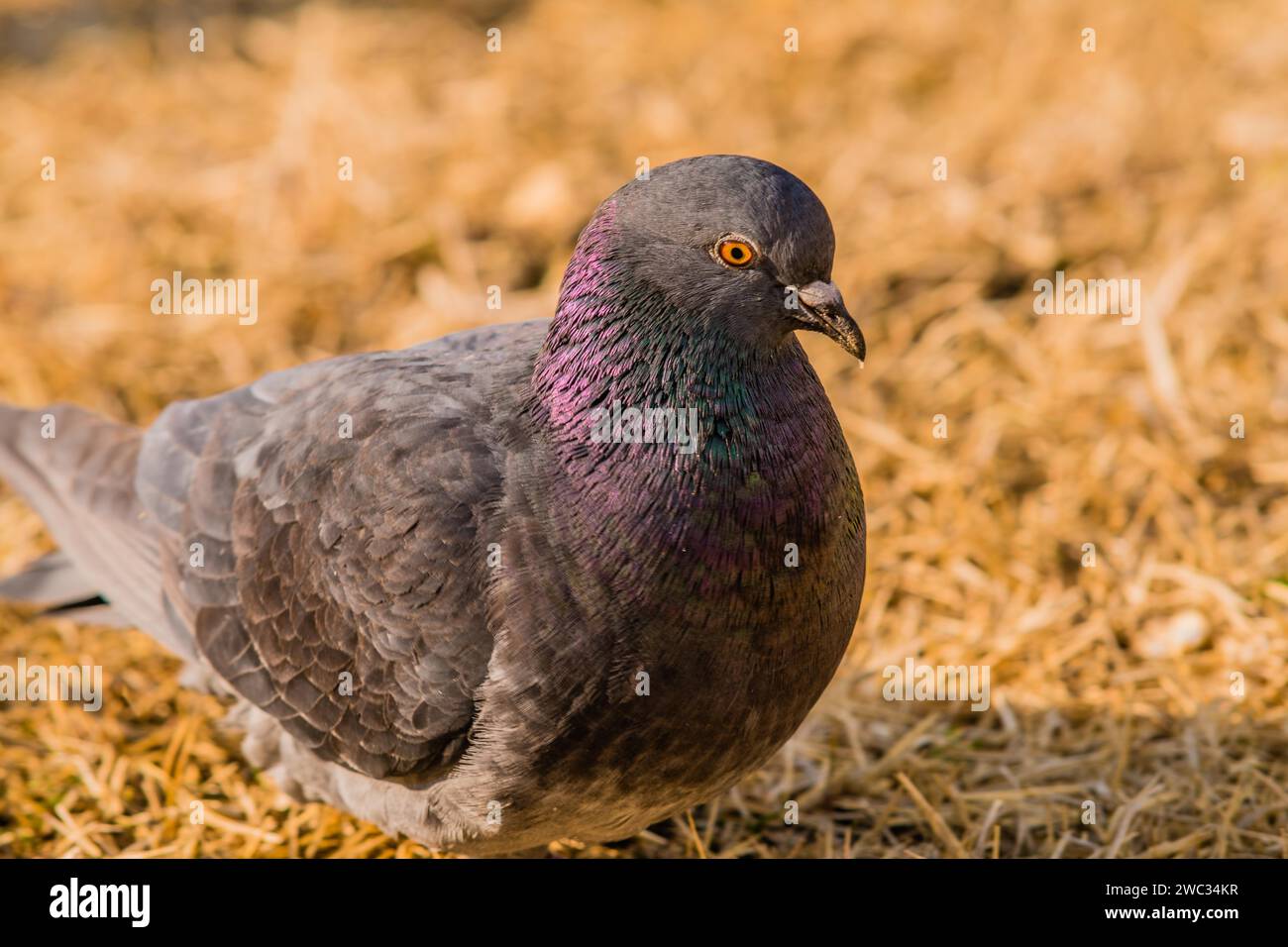 Nahaufnahme einer Taube auf dem Boden, die in trockenem braunem Gras nach Futter sucht Stockfoto