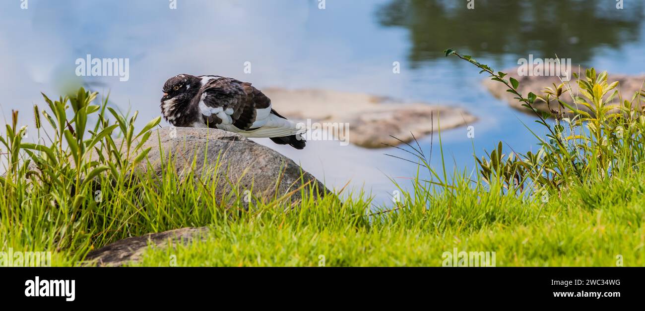 Graue und weiße Steintaube, die auf einem Felsbrocken am Rand des Teichs sitzt und Bäume im Wasser reflektiert Stockfoto